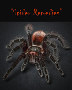 Spider Remedies